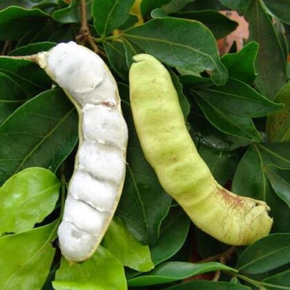 שעועית הגלידה