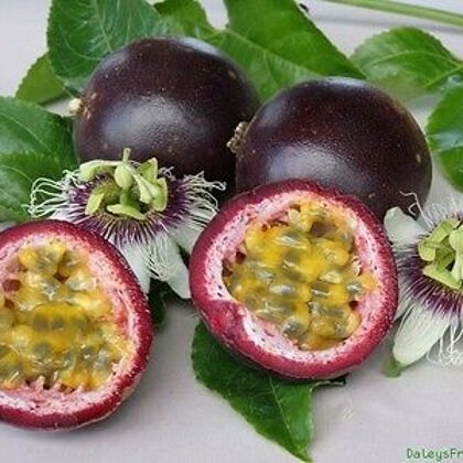 פסיפלורה אדומה 