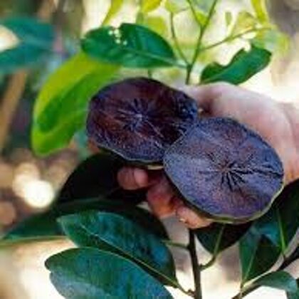 ספוטה שחורה 