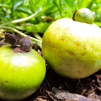 גויאבה קוסטה ריקה -קאס 