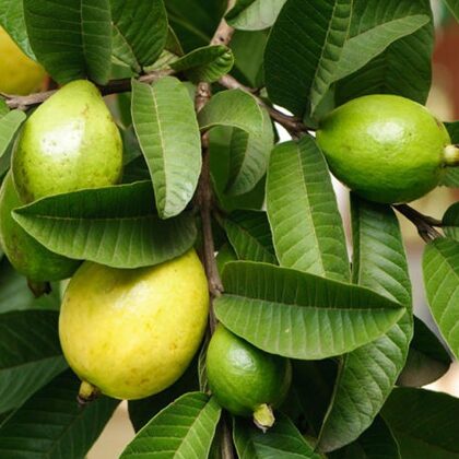 גוייבה ננסית 