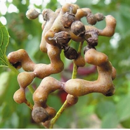 עץ צימוקים יפני 