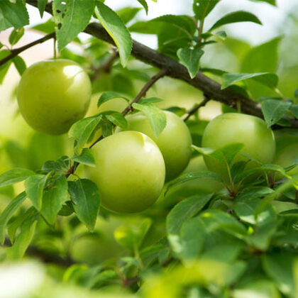 שזיף ירוק( חמוץ)
