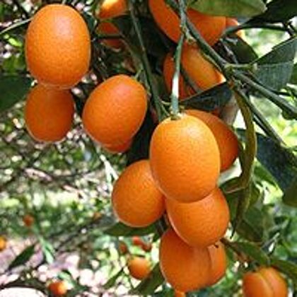 תפוז סיני -קומקוואט 