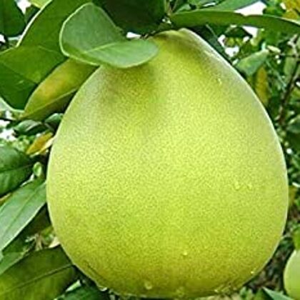 פומלה 